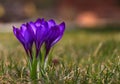 Crocus plural: crocuses or croci is a genus of flowering plants in the iris family. Flowers close-up on a blurred natural