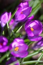 Vibrant Purple Crocuses 5 - Early Spring Flower - Iridaceae iris family Royalty Free Stock Photo