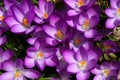 Vibrant Purple Crocuses - Early Spring Flower - Iridaceae iris family Royalty Free Stock Photo