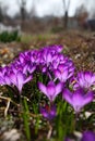 Vibrant Purple Crocuses 3 - Early Spring Flower - Iridaceae iris family Royalty Free Stock Photo