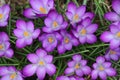 A Select Carpet of Pretty Purple Crocuses - Croci - Iridaceae Royalty Free Stock Photo