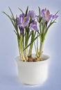 Crocus in a pot Royalty Free Stock Photo