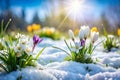 Crocus and Primroses Blooming Through Snow Under Bright Sunlight blue sky budding Royalty Free Stock Photo