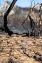 Crocus pulchellus or hairy crocus early spring purple flower after the wildfires, nature reborn