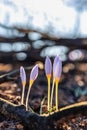 Crocus pulchellus or hairy crocus early spring purple flower after the wildfires, nature reborn