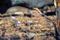 Crocus pulchellus or hairy crocus early spring purple flower after the wildfires, nature reborn