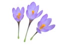 Crocus purple flowers set isolated on white. Transparent png additional format Royalty Free Stock Photo