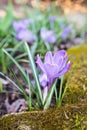 Crocus Royalty Free Stock Photo