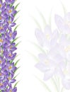 Crocus purple painted with colored pencils hand drawing on border line on a white background Royalty Free Stock Photo