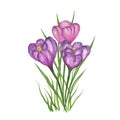 Crocus purple, violet, snowdrop, primrose - delicate spring flower isolated on white background. Watercolor hand drawn Royalty Free Stock Photo