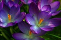 Crocus - saffron Royalty Free Stock Photo