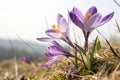 Crocus (Saffron) Flower in Spring Royalty Free Stock Photo