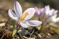 Crocus (Saffron) Flower in Spring Royalty Free Stock Photo