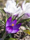 Crocus Saffron in sunlight Royalty Free Stock Photo