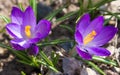 Blooming Crocus Saffron with water drops Royalty Free Stock Photo
