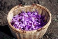 Crocus Sativus. Basket with Saffron flowers in a field at harvest time. Royalty Free Stock Photo