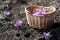 Crocus Sativus. Basket with Saffron flowers in a field at harvest time. Royalty Free Stock Photo