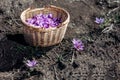 Crocus Sativus. Basket with Saffron flowers in a field at harvest time. Royalty Free Stock Photo