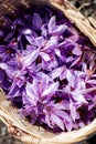 Crocus Sativus. Basket with Saffron flowers in a field at harvest time. Royalty Free Stock Photo