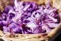 Crocus Sativus. Basket with Saffron flowers in a field at harvest time. Royalty Free Stock Photo