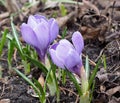 Crocus Sativus In Bloom In Spring Royalty Free Stock Photo