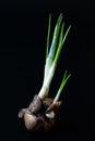 Crocus sativus corm with stem and new sprouts and small new corms on a dark background. Photo for images of gardening, planting,