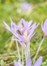 Crocus sativus flower in bloom Royalty Free Stock Photo