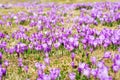 Crocus sativus plain Royalty Free Stock Photo