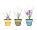 Crocus Sativus Plants in Ceramic Flower Pots