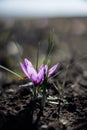 Crocus Sativus. Saffron flowers in a field at harvest time. Royalty Free Stock Photo