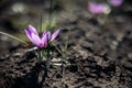 Crocus Sativus. Saffron flowers in a field at harvest time. Royalty Free Stock Photo