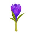 Crocus Sativus or Saffron Crocus Purple Flower on Green Stalk Vector Illustration