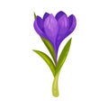 Crocus Sativus or Saffron Crocus Purple Flower on Green Stalk Vector Illustration