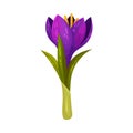 Crocus Sativus or Saffron Crocus Purple Flower on Green Stalk Vector Illustration