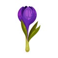 Crocus Sativus or Saffron Crocus Purple Flower on Green Stalk Vector Illustration