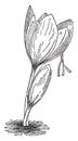 Crocus Sativus vintage illustration