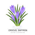 Crocus sativus, violet saffron flower. Bush of an early spring flower plant. Flower has grown from under the snow. Object isolated