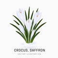 Crocus sativus, white saffron flower. Bush of an early spring flower plant. Flower has grown from under the snow. Object isolated