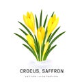 Crocus sativus, yellow saffron flower. Bush of an early spring flower plant. Flower has grown from under the snow. Object isolated