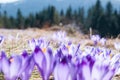 A carpet of crocuses on the slope of the Turbacz mountain Royalty Free Stock Photo