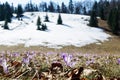 A carpet of crocuses on the slope of the Turbacz mountain Royalty Free Stock Photo