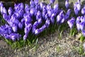 Crocus scepusiensis with deep violet flowers