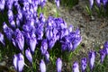 Crocus scepusiensis with deep violet flowers