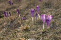 Crocus scepusiensis in Gorce Mountain Royalty Free Stock Photo