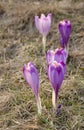 Crocus scepusiensis in Gorce Mountain Royalty Free Stock Photo