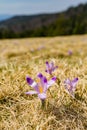 Crocus scepusiensis Rehm. et Wol. Borbas - Beautifully blooming flower in early spring on a glade in the mountains. Herald of