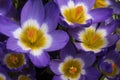 Flowers of Crocus sieberi sublimus `Tricolor` Royalty Free Stock Photo