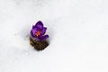 Crocus growing from the snow