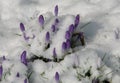 Crocus with snow