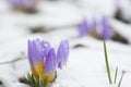 Crocus in the snow-covered garden, snowdrop flower Royalty Free Stock Photo